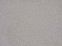 Diphascon higginsi image