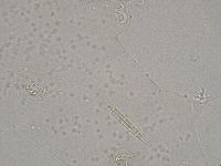 Diphascon higginsi image