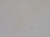 Diphascon higginsi image