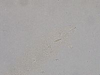 Diphascon higginsi image