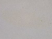 Diphascon higginsi image