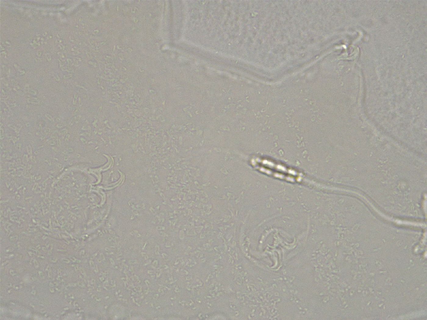 Diphascon image