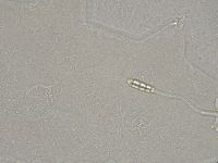 Diphascon higginsi image