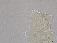 Pilatobius iltisi image