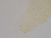 Pilatobius iltisi image