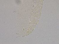 Pilatobius iltisi image