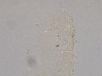 Pilatobius iltisi image