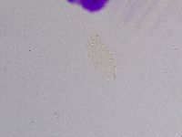 Pilatobius iltisi image