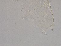 Pilatobius iltisi image