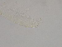 Pilatobius iltisi image