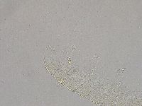 Pilatobius iltisi image