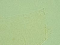 Pilatobius iltisi image