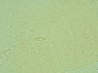 Pilatobius iltisi image