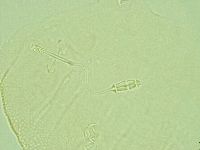 Pilatobius iltisi image