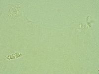 Pilatobius iltisi image