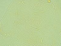 Pilatobius iltisi image