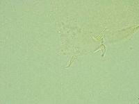 Pilatobius iltisi image