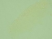 Pilatobius iltisi image