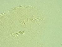 Pilatobius iltisi image