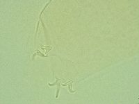 Pilatobius iltisi image
