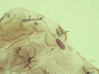 Pilatobius iltisi image