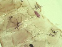 Pilatobius iltisi image