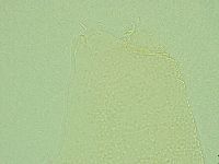 Pilatobius iltisi image