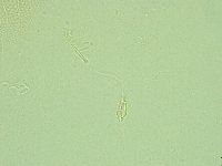 Pilatobius iltisi image