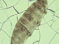 Pilatobius iltisi image
