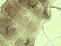 Pilatobius iltisi image