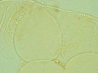 Pilatobius iltisi image