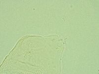 Pilatobius iltisi image