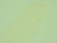Pilatobius iltisi image