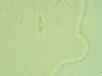 Pilatobius iltisi image