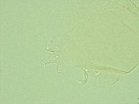 Pilatobius iltisi image