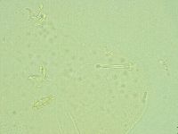 Pilatobius iltisi image
