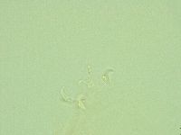Pilatobius iltisi image
