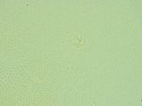 Pilatobius iltisi image