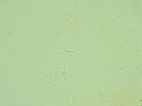 Pilatobius iltisi image