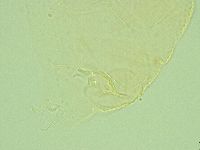 Pilatobius iltisi image