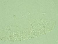 Pilatobius iltisi image
