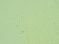 Pilatobius iltisi image