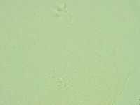 Pilatobius iltisi image