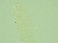 Pilatobius iltisi image