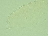 Pilatobius iltisi image
