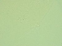 Pilatobius iltisi image