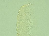 Pilatobius iltisi image