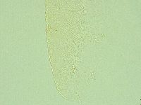 Pilatobius iltisi image