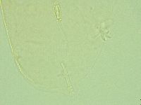 Pilatobius iltisi image