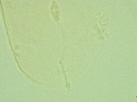Pilatobius iltisi image